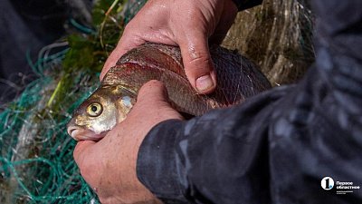 На трех водоемах Челябинской области временно ограничили рыбалку