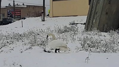 В поселке Красное Поле спасли травмированного лебедя