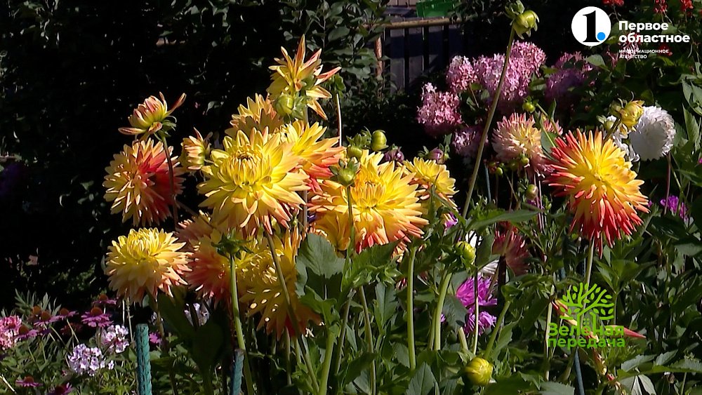 В новом выпуске «Зеленой передачи» расскажут о подготовке сада к зиме