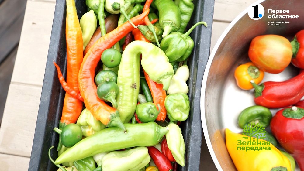 Какие бывают сорта острого перца?
