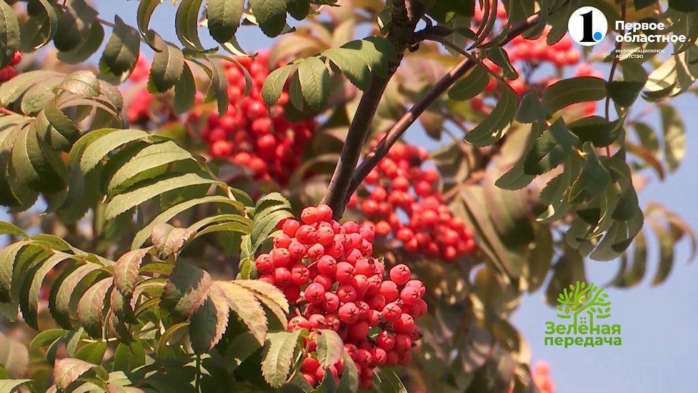 Коллекционер рассказала о декоративных сортах рябины