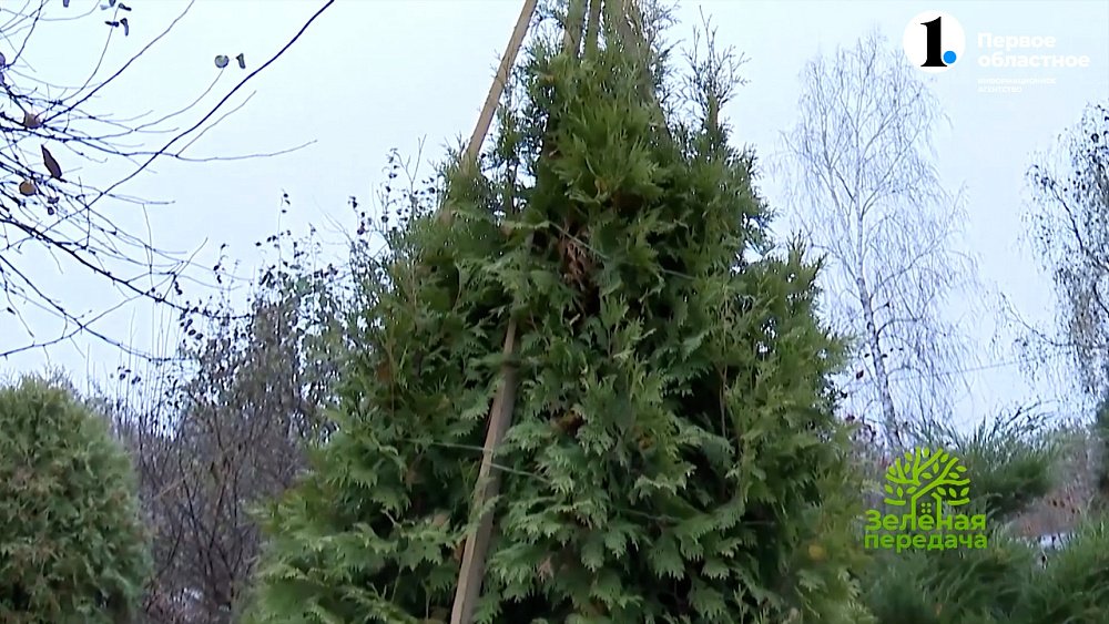 Как защитить хвойные от снега?