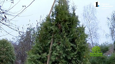 Как защитить хвойные от снега?