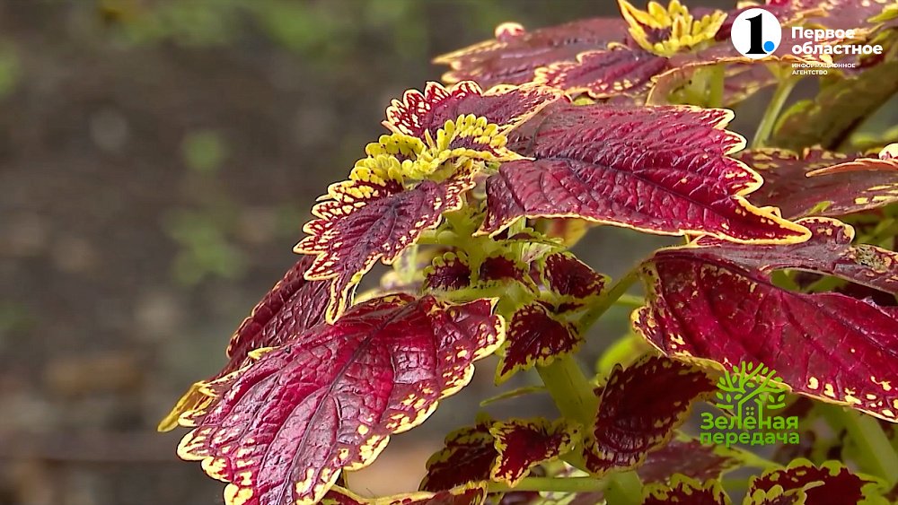 Колеусы — неприхотливые растения