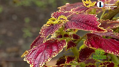 Колеусы — неприхотливые растения