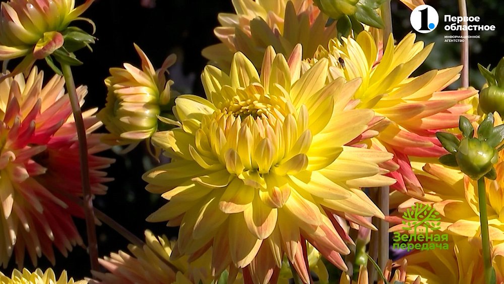 13 лучших сортов георгионов