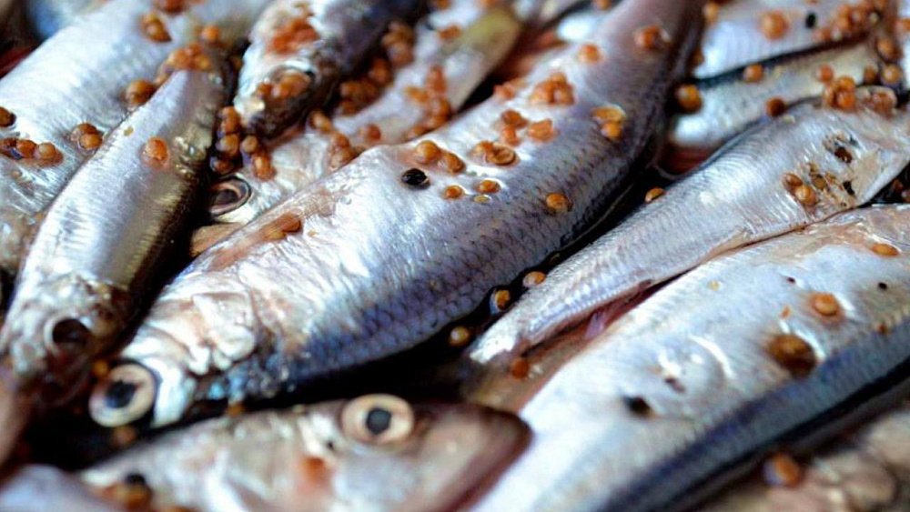 В Челябинске сняли с продажи соленую рыбу с кишечной палочкой