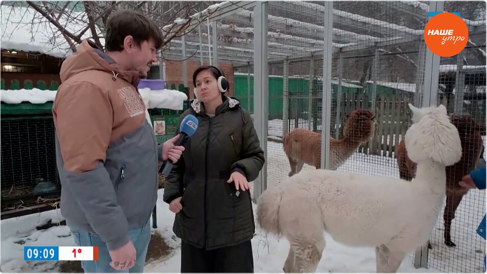 Альпаки готовятся к зиме в «Прямом включении»