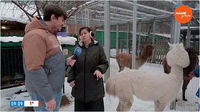 Альпаки готовятся к зиме в «Прямом включении»