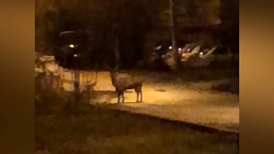 В Магнитогорске пытаются поймать козла, бродящего по улицам