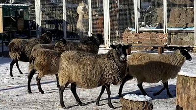 В Челябинском зоопарке овцы играли в догонялки