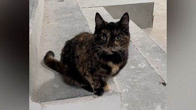 В селе Сарафаново кошка помогает рабочим строить школу