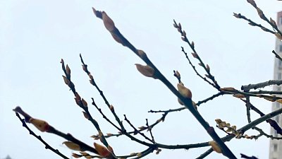 В Челябинской области на деревьях набухли почки