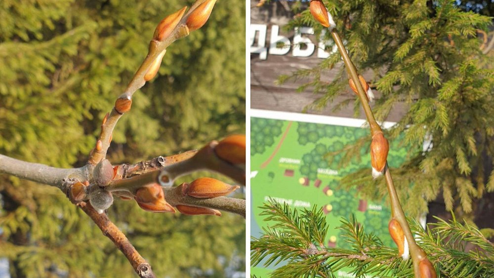 В ноябре на Таганае распустилась верба