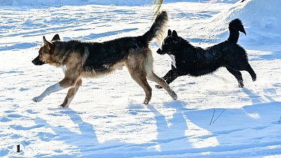 Юная челябинка получила деньги после укуса собаки