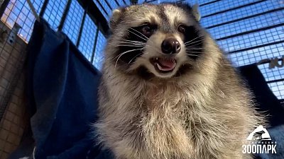 В Челябинском зоопарке енота угостили орехами