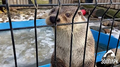 Выдра Ваня в Челябинском зоопарке принимает ледяные ванны