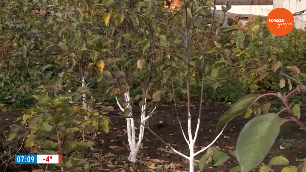 Осенняя побелка деревьев. Рецепт и мастер-класс в рубрике «Руки садовода»