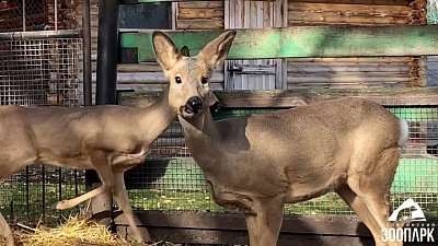 В Челябинский зоопарк приехали две сибирские косули