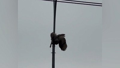 Сова попала в ловушку на опоре освещения в Челябинске