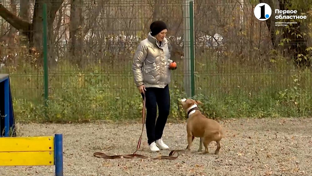 В России планируют пополнить список особо опасных пород собак