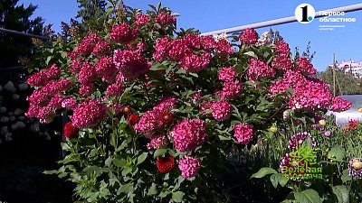 Зеленая передача 09.11.2023