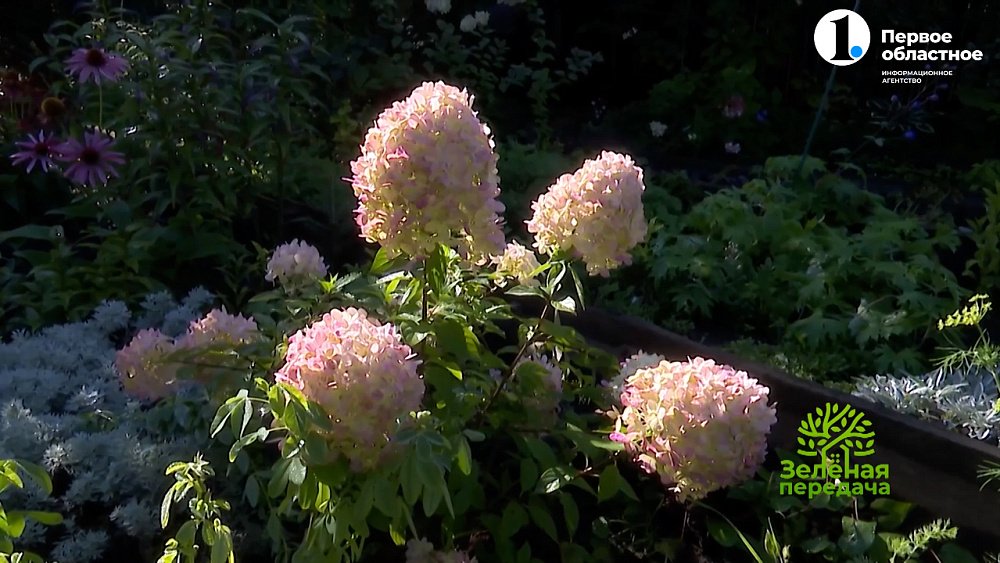 Великолепные сорта гортензий из коллекции южноуральского цветовода