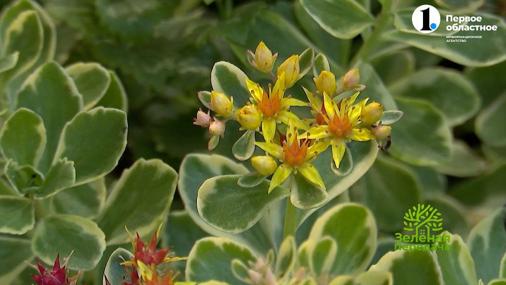 Очитки — неприхотливые, терпеливые «трудяги» наших цветников