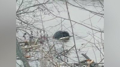 В нацпарке «Таганай» заметили перекусывающего бобра