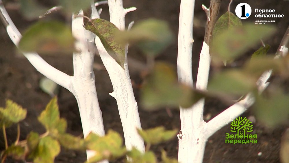 Агроном Анатолий Попов поделится секретным рецептом побелки деревьев