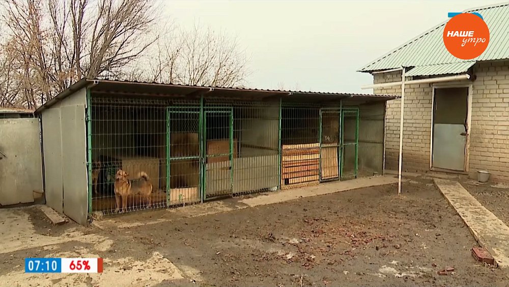 Как можно помочь бездомным животным в сюжете «Волонтеры в приюте»