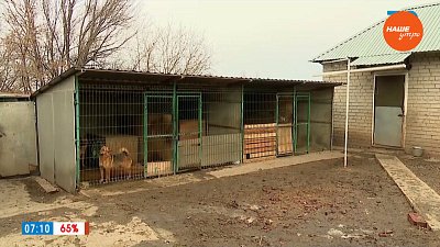 Как можно помочь бездомным животным в сюжете «Волонтеры в приюте»