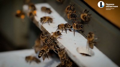 Челябинские пчелы в порядке: мифы и реальность