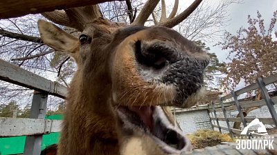 В Челябинском зоопарке марала угостили яблоками
