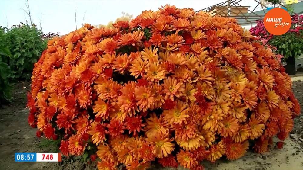 Как зимуют хризантемы — мультифлора, объясним в рубрике «Руки садовода»