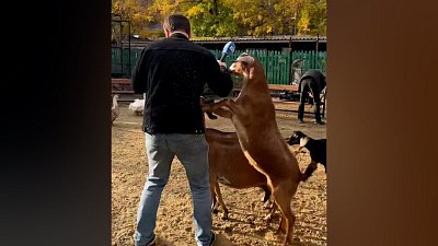 На корреспондента телеканала ОТВ напали козы в Челябинском зоопарке