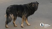 В Челябинской области за месяц от бешенства погибли пять собак