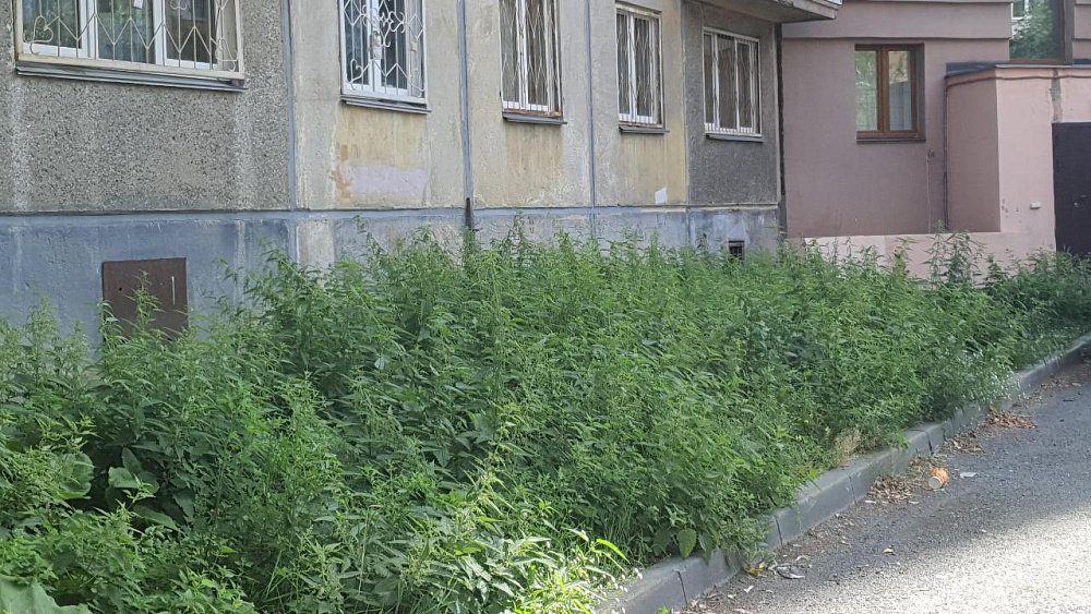 В Челябинске выписали почти 8 млн рублей штрафов за плохое кошение травы