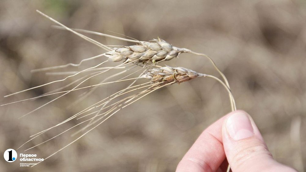 В Челябинской области экстремальные для уборки зерновых условия повторились с 1987 года
