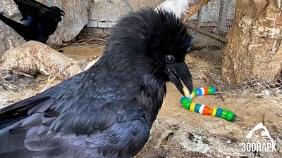 В Челябинском зоопарке воронам подарили игрушку