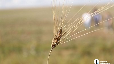 Аграрии Челябинской области получат 300 млн рублей на подготовку к посевной‑2024