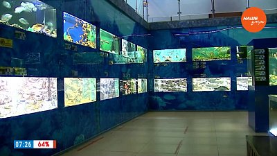 Уголок экзотической природы в сюжете «Дом-аквариум»