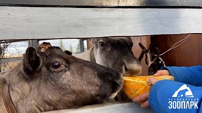 Олени в Челябинском зоопарке полакомились тыквами