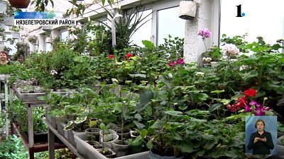 Садовод вырастила в теплице ананас