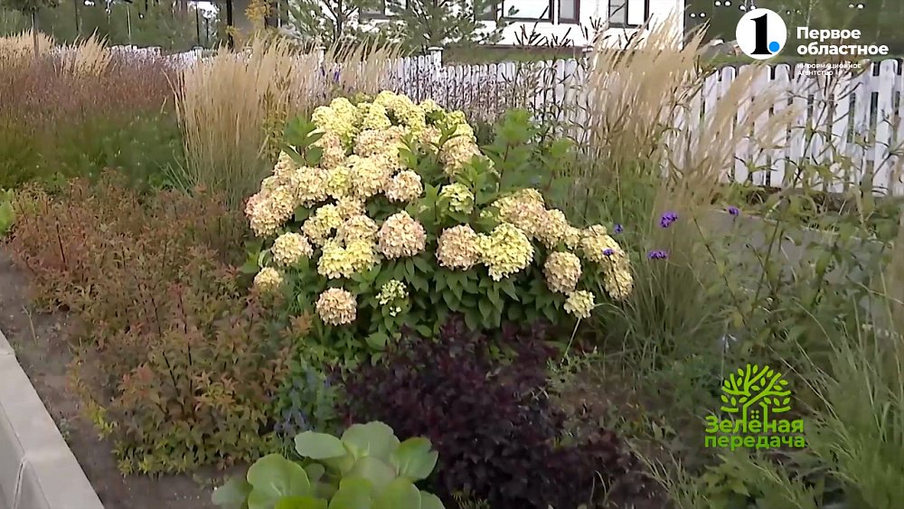 Гортензии, розы и злаки. Чем озеленяют загородные микрорайоны?