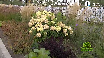 Гортензии, розы и злаки. Чем озеленяют загородные микрорайоны?