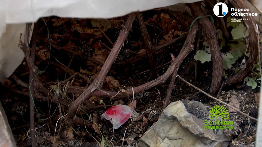 Самые опасные вредители зимнего сада — грызуны