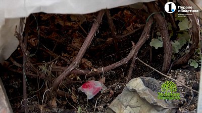 Самые опасные вредители зимнего сада — грызуны