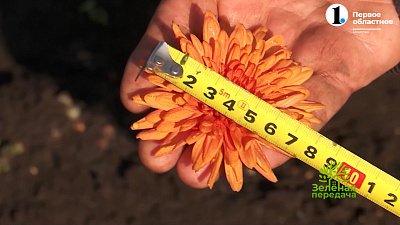 Новые сорта хризантемы — мультифлора