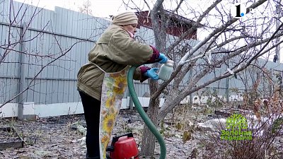 Быстрый, простой и эффективный способ побелки деревьев